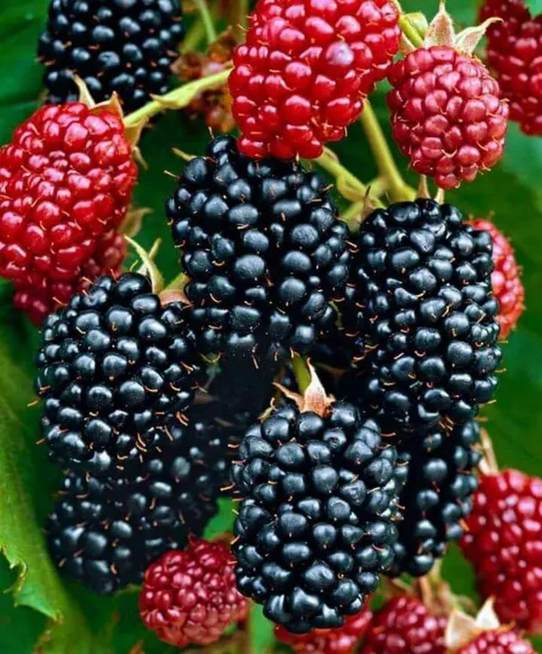 Hybrid_Blackberry_Fruit_Plant_(Pack_Of-1_)