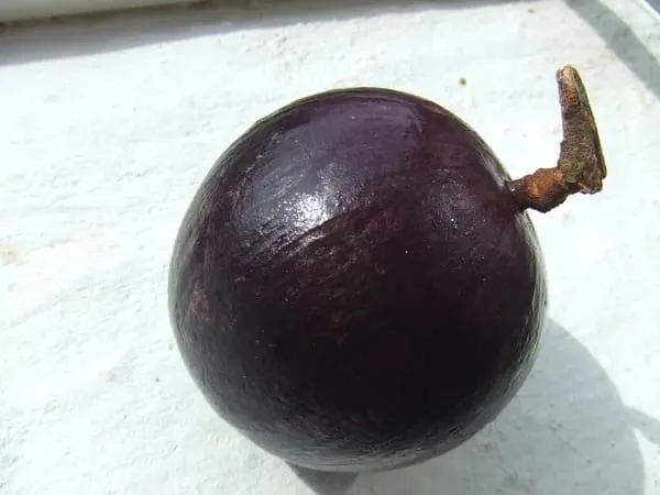 Milk_Fruit_Plant_(Hybrid_&_Grafting)_Pack_Of-1