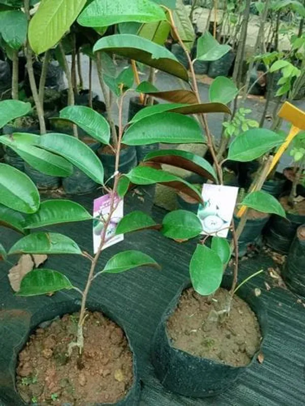 Milk_Fruit_Plant_(Hybrid_&_Grafting)_Pack_Of-1