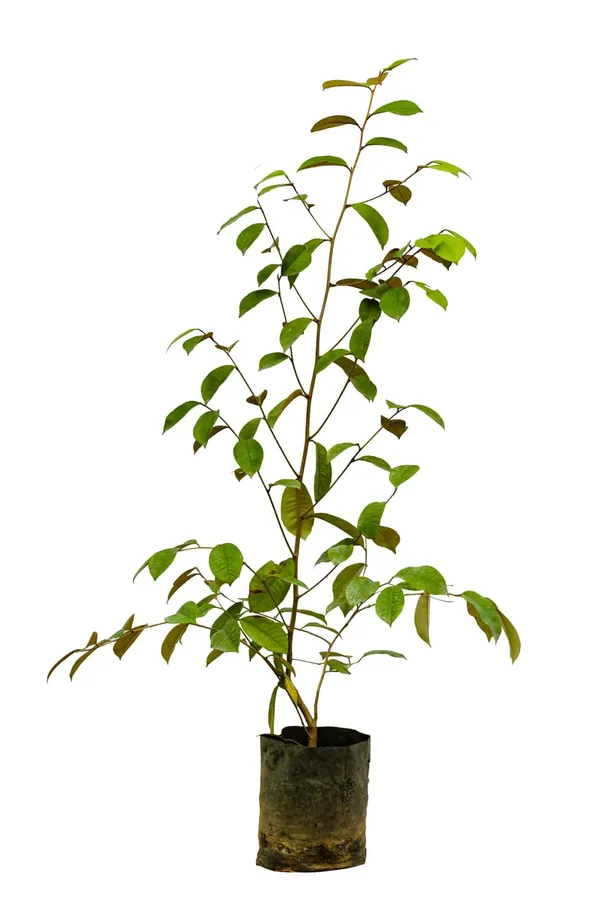 Milk_Fruit_Plant_(Hybrid_&_Grafting)_Pack_Of-1