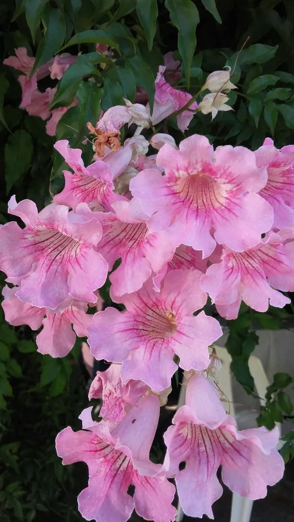 Hybrid_Tecoma_Pink_Flower_🌸🌸🌸_Plant_(Pack_Of-1_)