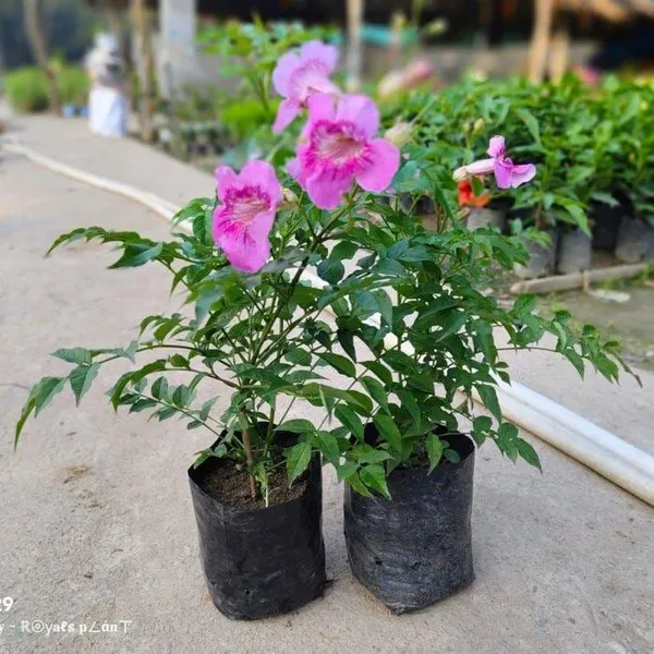 Hybrid_Tecoma_Pink_Flower_🌸🌸🌸_Plant_(Pack_Of-1_)