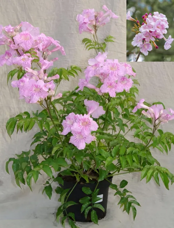 Hybrid_Tecoma_Pink_Flower_🌸🌸🌸_Plant_(Pack_Of-1_)