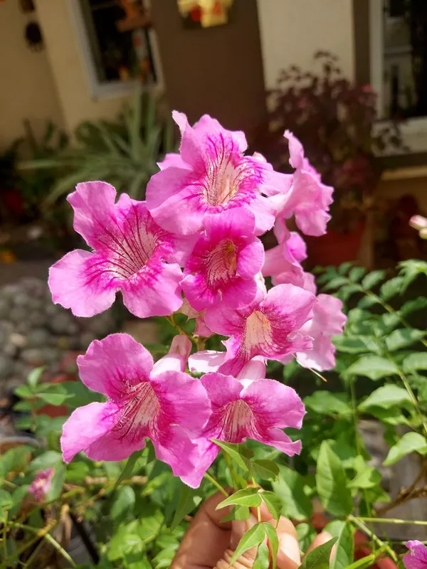 Hybrid_Tecoma_Pink_Flower_🌸🌸🌸_Plant_(Pack_Of-1_)