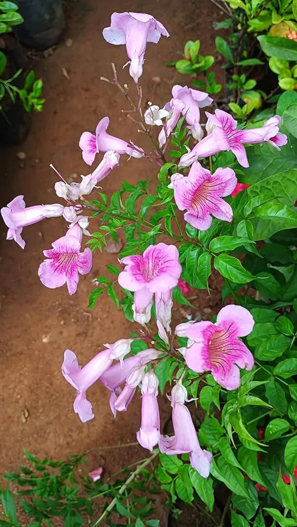 Hybrid_Tecoma_Pink_Flower_🌸🌸🌸_Plant_(Pack_Of-1_)