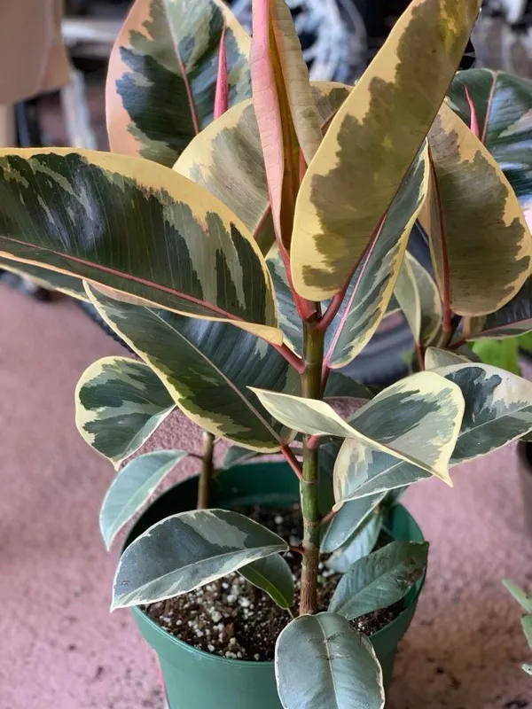 Variegated_Rubber_Plant_(Pack_Of-1_)