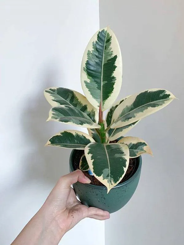 Variegated_Rubber_Plant_(Pack_Of-1_)