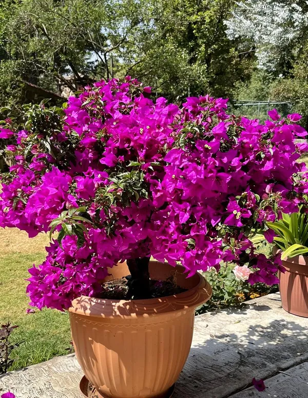 Hybrid_Pink_Bouganvillea_Flower_Plant_(Pack_Of-1)