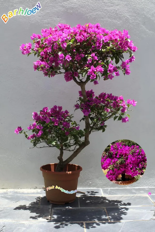 Hybrid_Pink_Bouganvillea_Flower_Plant_(Pack_Of-1)