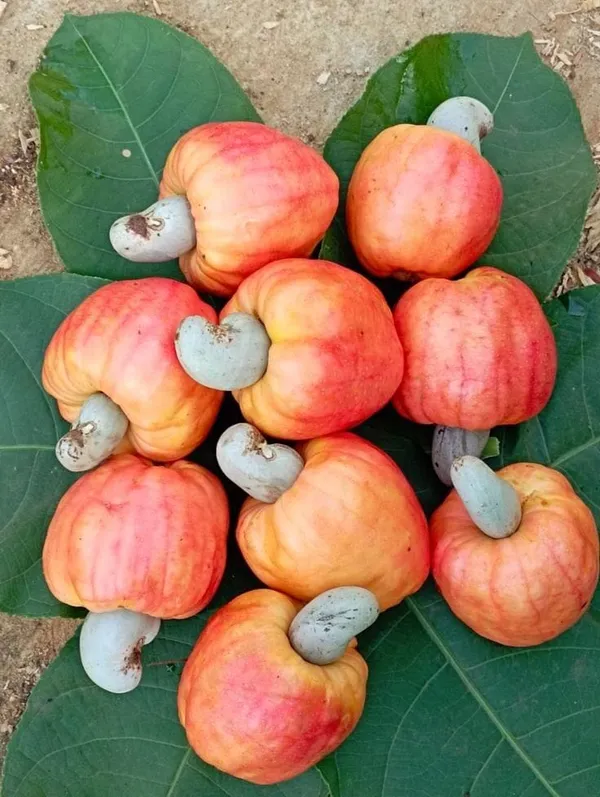 Hybrid_Cashew_Seedling_Plant_(Pack_Of-1)