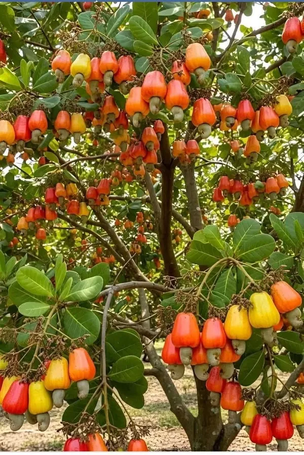 Hybrid_Cashew_Seedling_Plant_(Pack_Of-1)