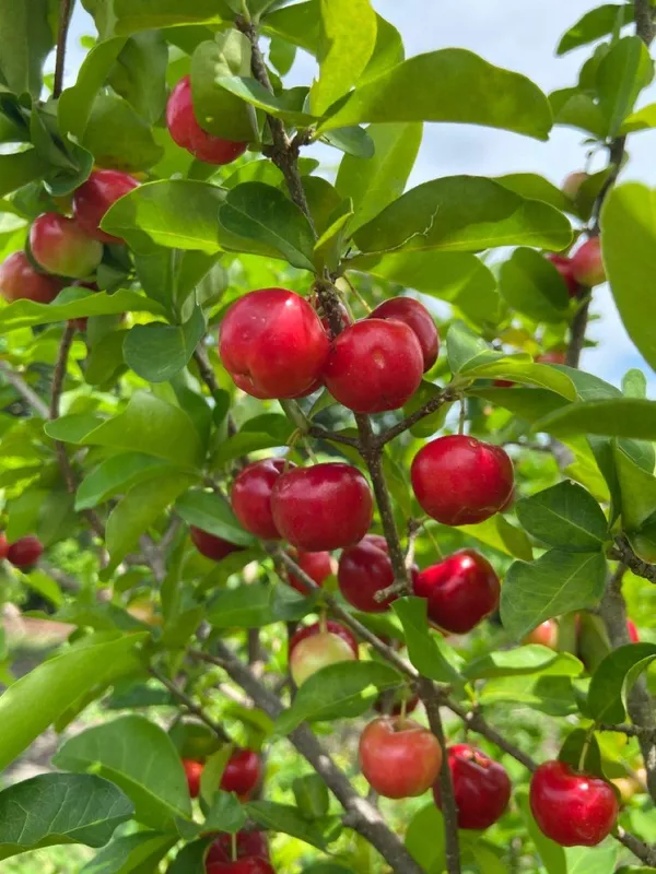 Barbados_Cherry_Fruit_Plant_(Hybrid_&_Grafting)_Pack_Of-1