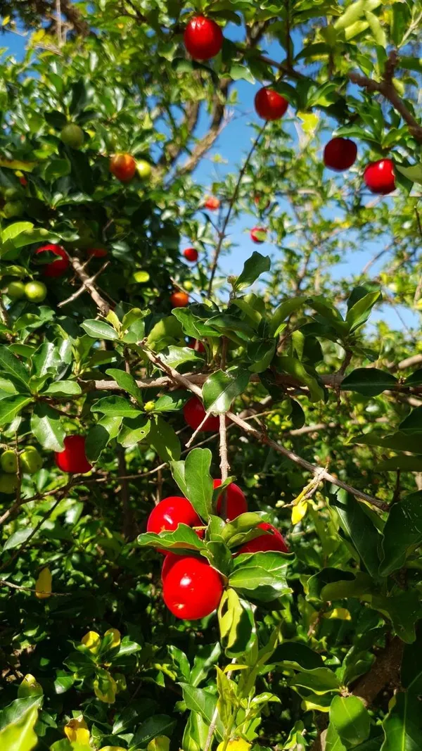 Barbados_Cherry_Fruit_Plant_(Hybrid_&_Grafting)_Pack_Of-1