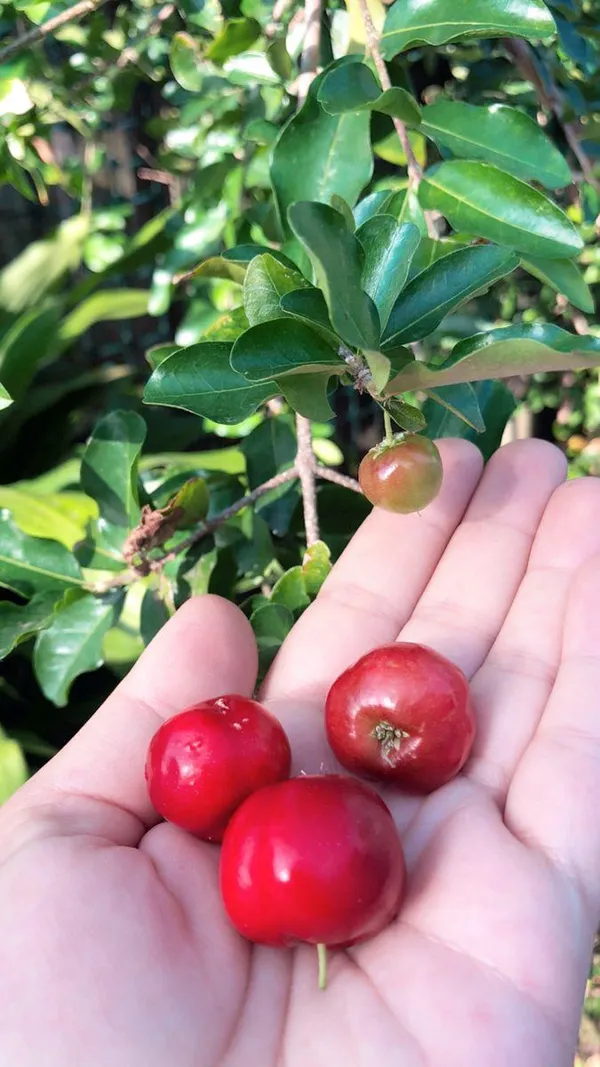 Barbados_Cherry_Fruit_Plant_(Hybrid_&_Grafting)_Pack_Of-1