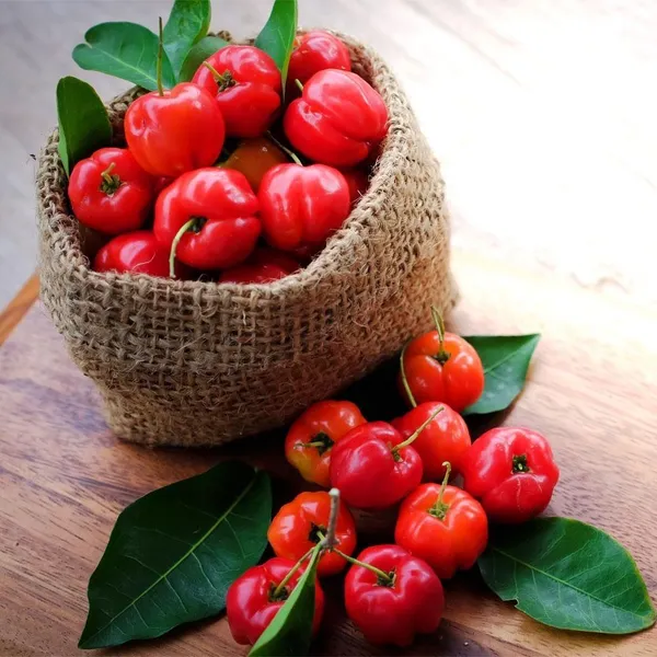 Barbados_Cherry_Fruit_Plant_(Hybrid_&_Grafting)_Pack_Of-1