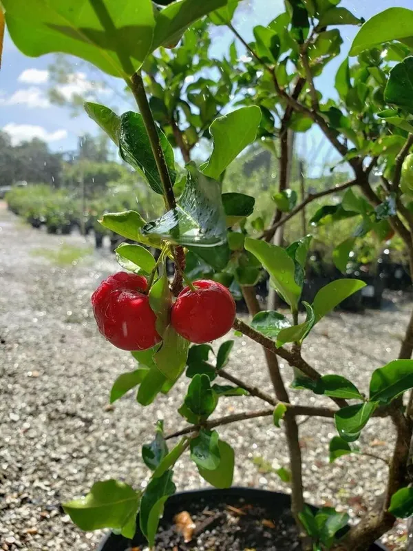 Barbados_Cherry_Fruit_Plant_(Hybrid_&_Grafting)_Pack_Of-1