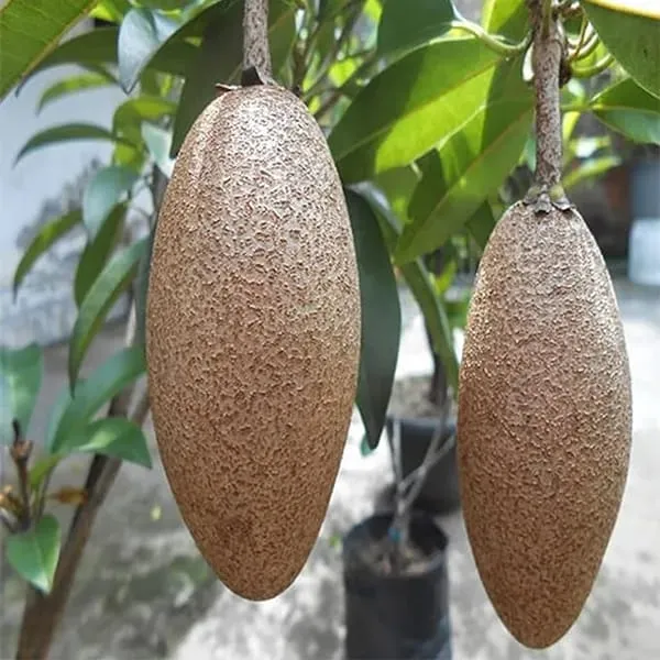 Banana_Chiku_Fruit_Plant_(Hybrid_&_Grafting)_Pack_Of-1