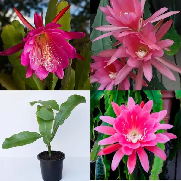 Pink_Brahma_Kamal_Flower_Plant_(Pack_Of-1)