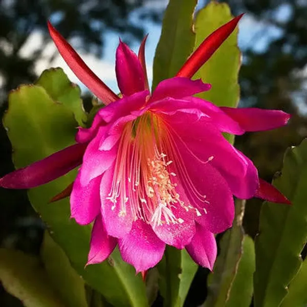 Pink_Brahma_Kamal_Flower_Plant_(Pack_Of-1)