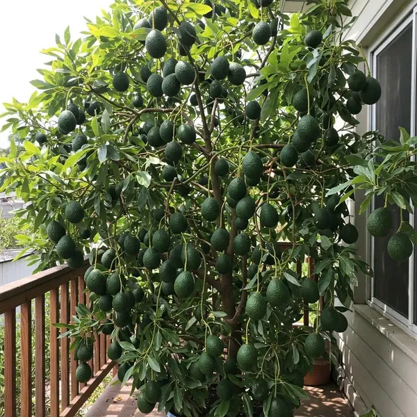 Hybrid_Avocado_🥑🥑🥑_Seedling_Plant_(Pack_Of-1)
