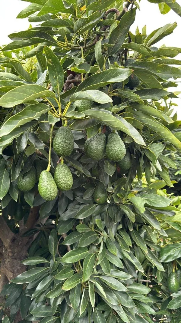 Hybrid_Avocado_🥑🥑🥑_Seedling_Plant_(Pack_Of-1)