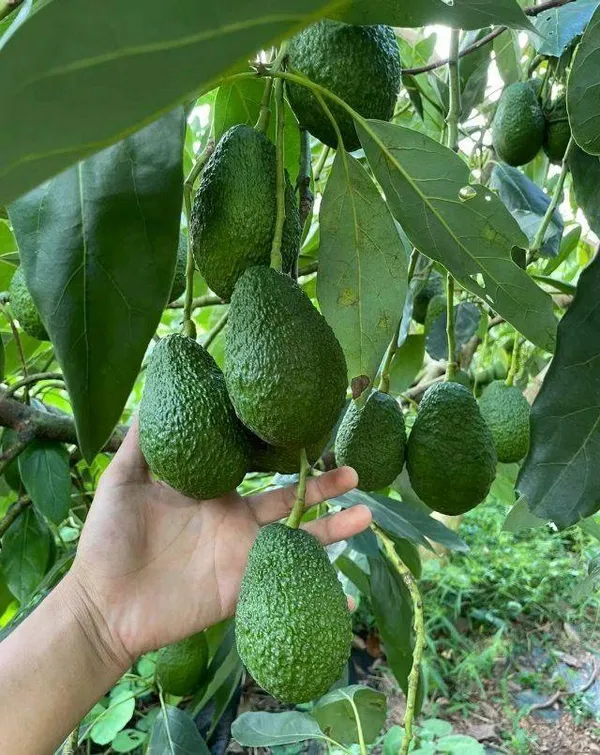 Hybrid_Avocado_🥑🥑🥑_Seedling_Plant_(Pack_Of-1)