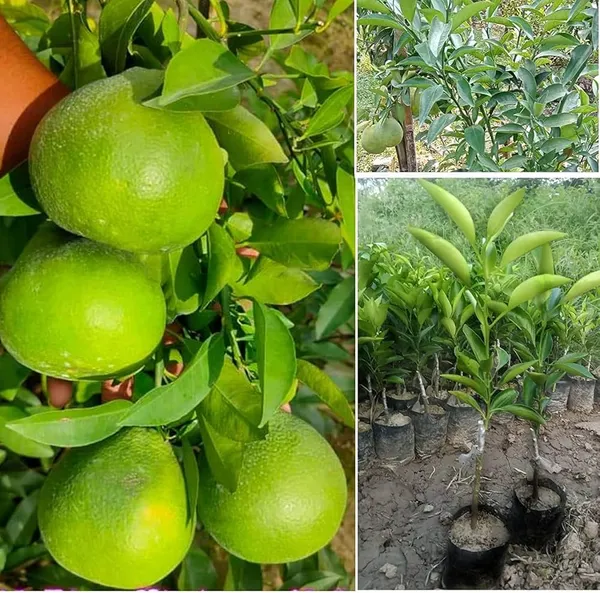 Hybrid_Thi_2_Malta_Orange_Grafting_Fruit_Plant_(Pack_Of-1_)