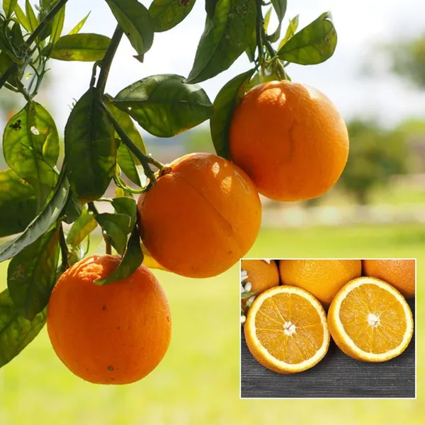 Hybrid_Thi_2_Malta_Orange_Grafting_Fruit_Plant_(Pack_Of-1_)