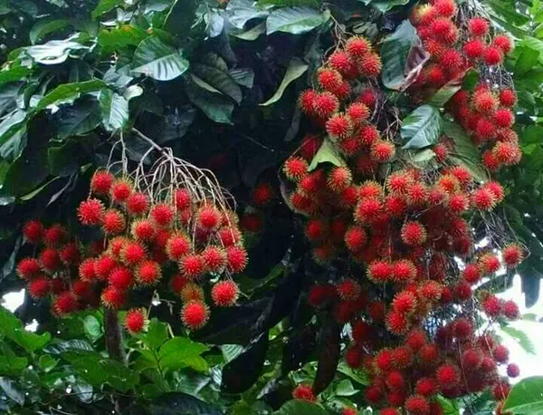 Hybrid_Rambutan_(non_Grafting)_Fruit_Plant/_Pack_Of-1