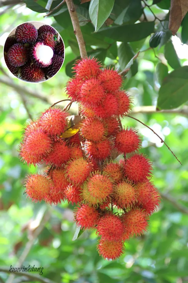 Hybrid_Rambutan_(non_Grafting)_Fruit_Plant/_Pack_Of-1