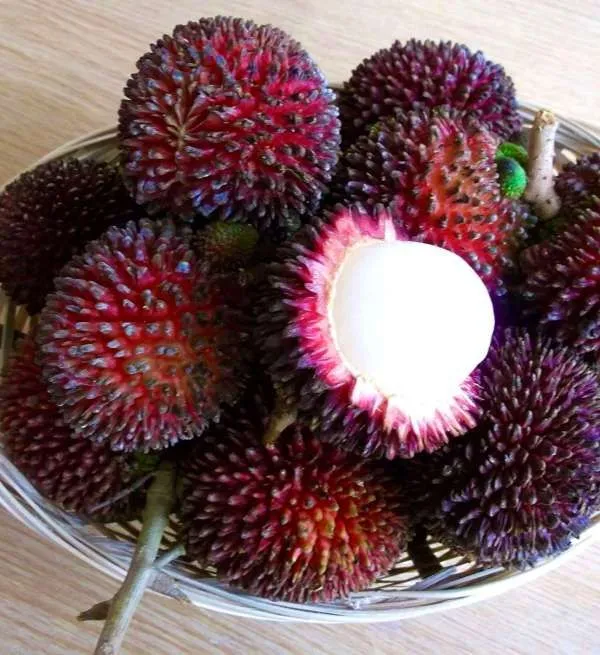 Hybrid_Rambutan_(non_Grafting)_Fruit_Plant/_Pack_Of-1
