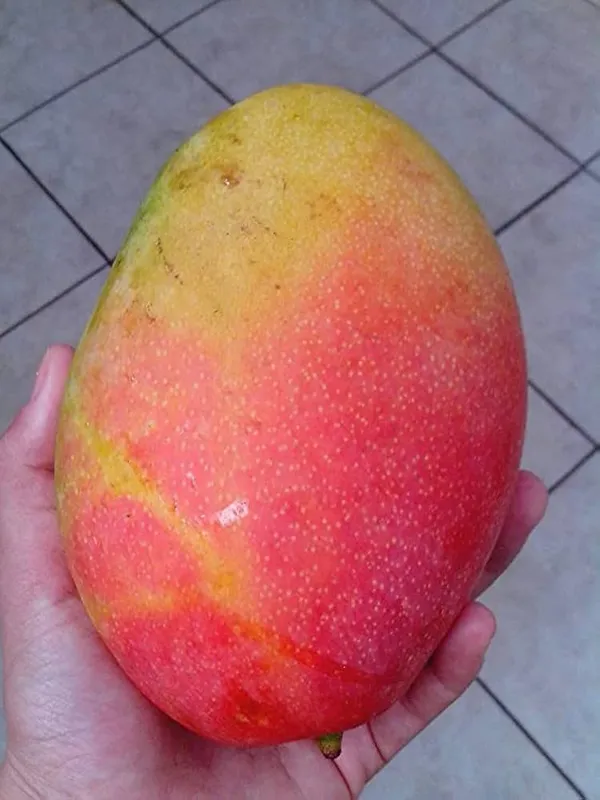 Gulab_khas_Mango_Fruit_Plant_(Hybrid_&_Grafting)_Pack_Of-1
