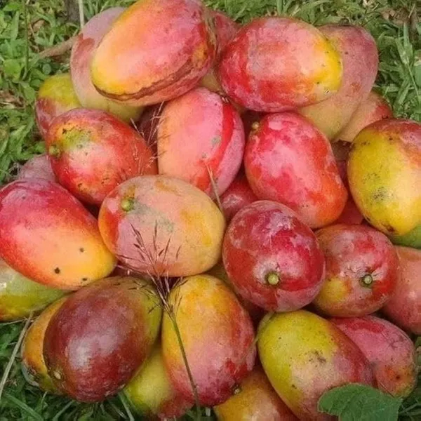 Gulab_khas_Mango_Fruit_Plant_(Hybrid_&_Grafting)_Pack_Of-1