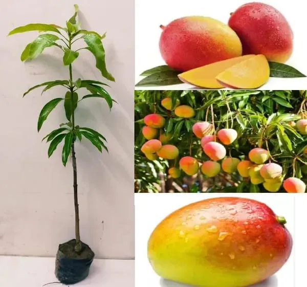 Gulab_khas_Mango_Fruit_Plant_(Hybrid_&_Grafting)_Pack_Of-1