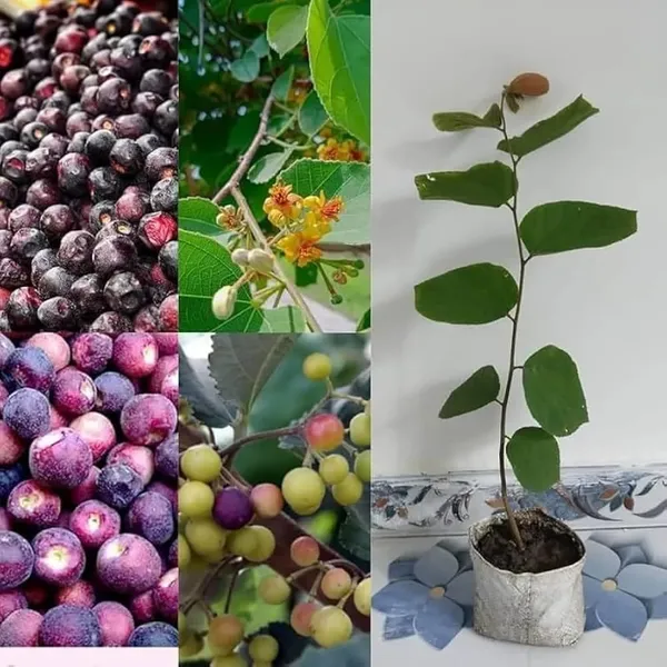 Hybrid_Falsa_Fruit_Grafting_Plant_(Pack_Of-1)