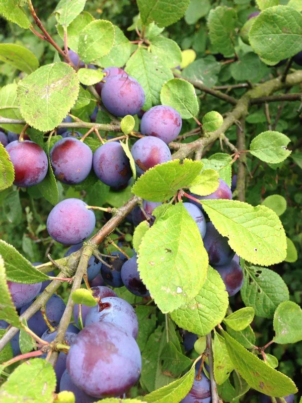 Hybrid_Falsa_Fruit_Grafting_Plant_(Pack_Of-1)