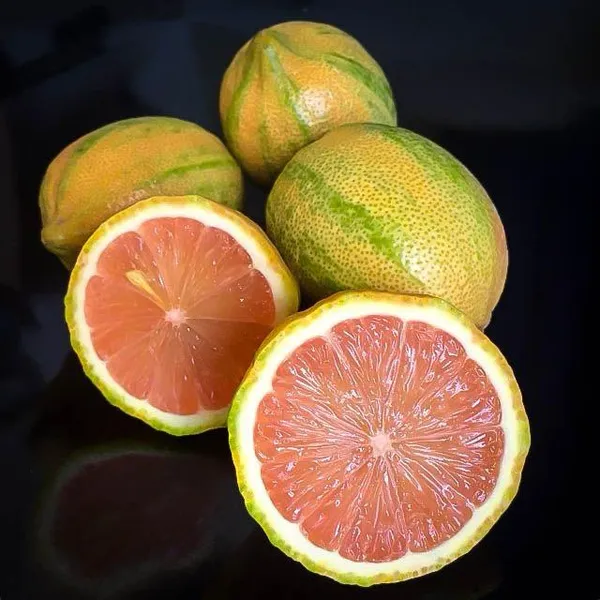 Hybrid_Variegated_Malta_Grafting_Fruit_Plant_(Pack_Of-1_)