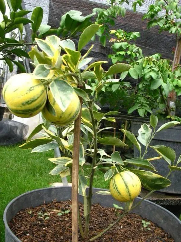 Hybrid_Variegated_Malta_Grafting_Fruit_Plant_(Pack_Of-1_)