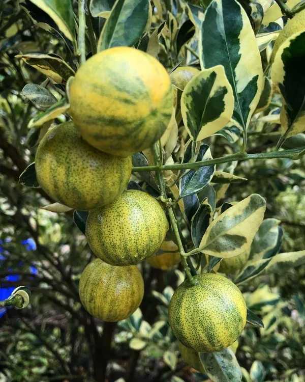 Hybrid_Variegated_Malta_Grafting_Fruit_Plant_(Pack_Of-1_)