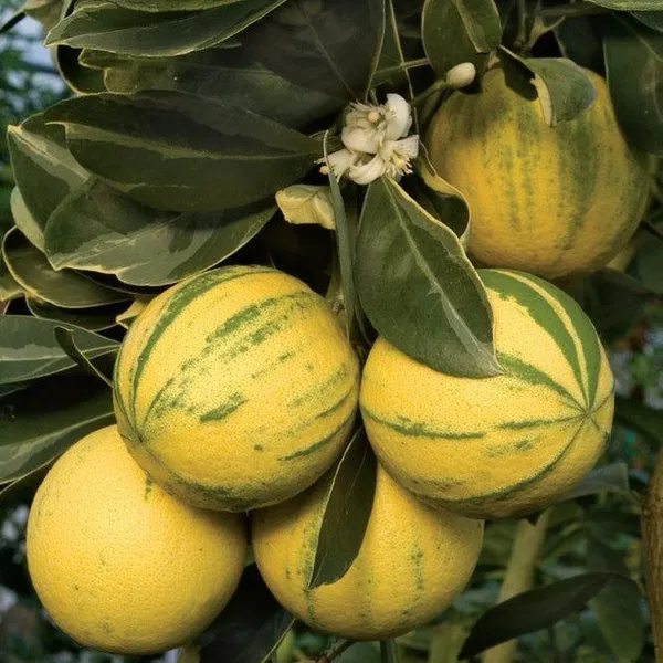 Hybrid_Variegated_Malta_Grafting_Fruit_Plant_(Pack_Of-1_)