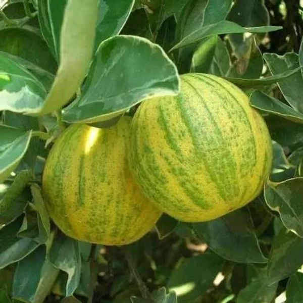 Hybrid_Variegated_Malta_Grafting_Fruit_Plant_(Pack_Of-1_)