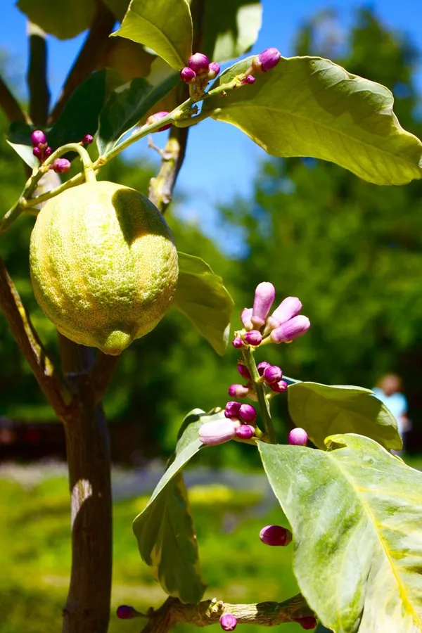 Hybrid_Variegated_Malta_Grafting_Fruit_Plant_(Pack_Of-1_)