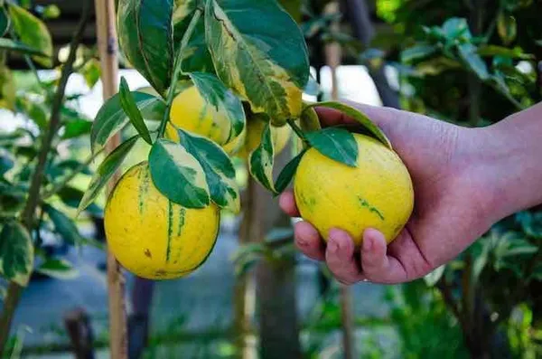Hybrid_Variegated_Malta_Grafting_Fruit_Plant_(Pack_Of-1_)