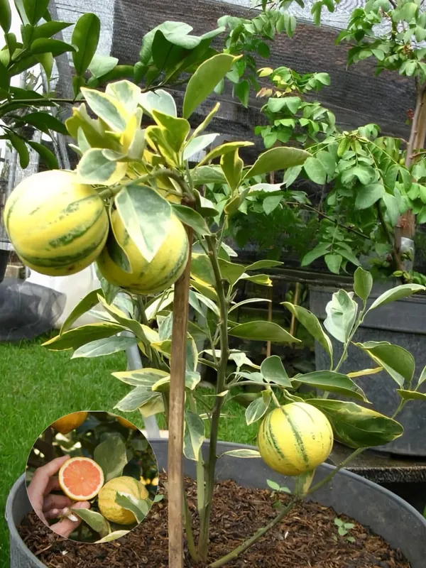 Hybrid_Variegated_Malta_Grafting_Fruit_Plant_(Pack_Of-1_)