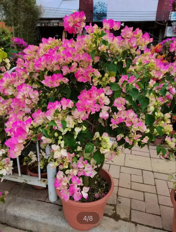 Hybrid_Bougainvillea_Imperial_Thai_Flower_Plant(Pack_Of-1)