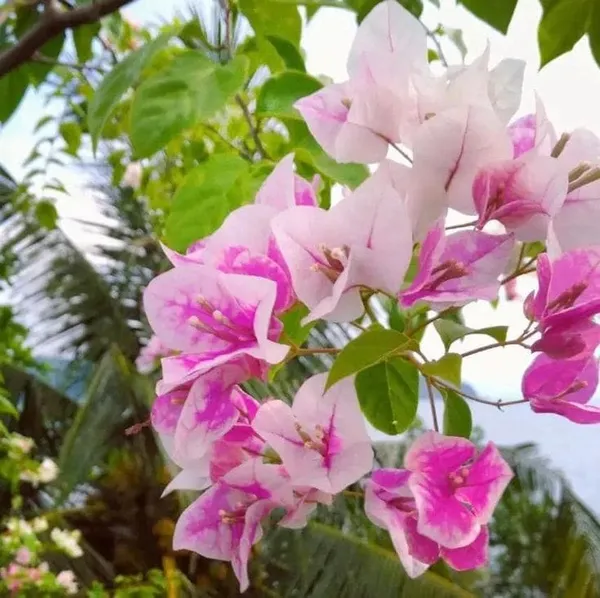 Hybrid_Bougainvillea_Imperial_Thai_Flower_Plant(Pack_Of-1)