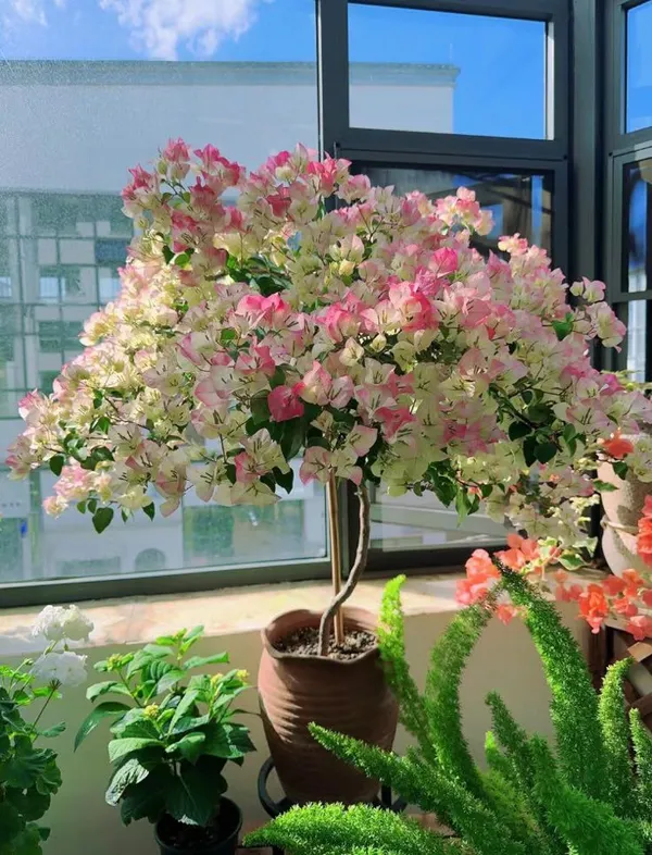 Hybrid_Bougainvillea_Imperial_Thai_Flower_Plant(Pack_Of-1)