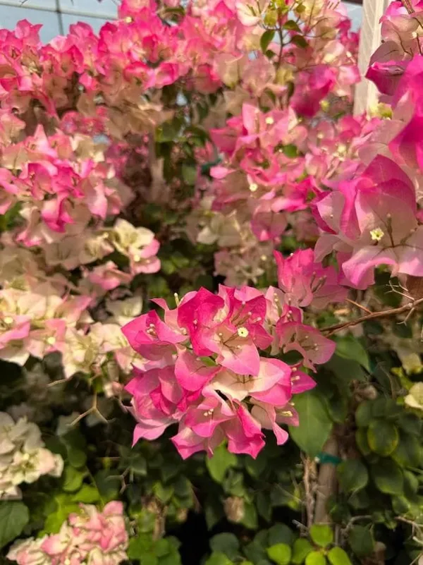 Hybrid_Bougainvillea_Imperial_Thai_Flower_Plant(Pack_Of-1)