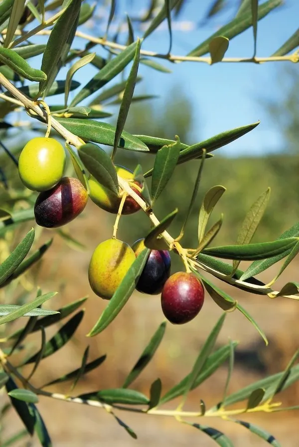 Hybrid_Italian_Sweet_Olive_🫒🫒🫒_Grafting_Plant_(Pack_Of_1)