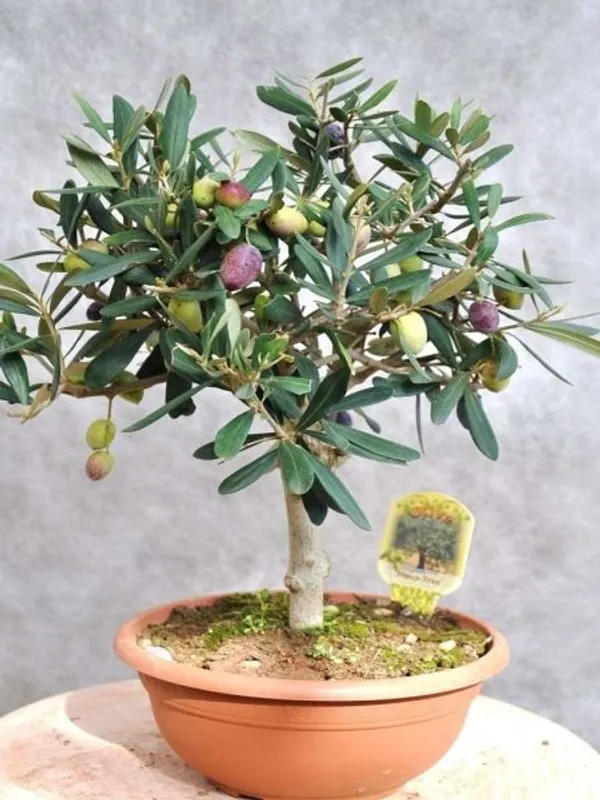 Hybrid_Italian_Sweet_Olive_🫒🫒🫒_Grafting_Plant_(Pack_Of_1)